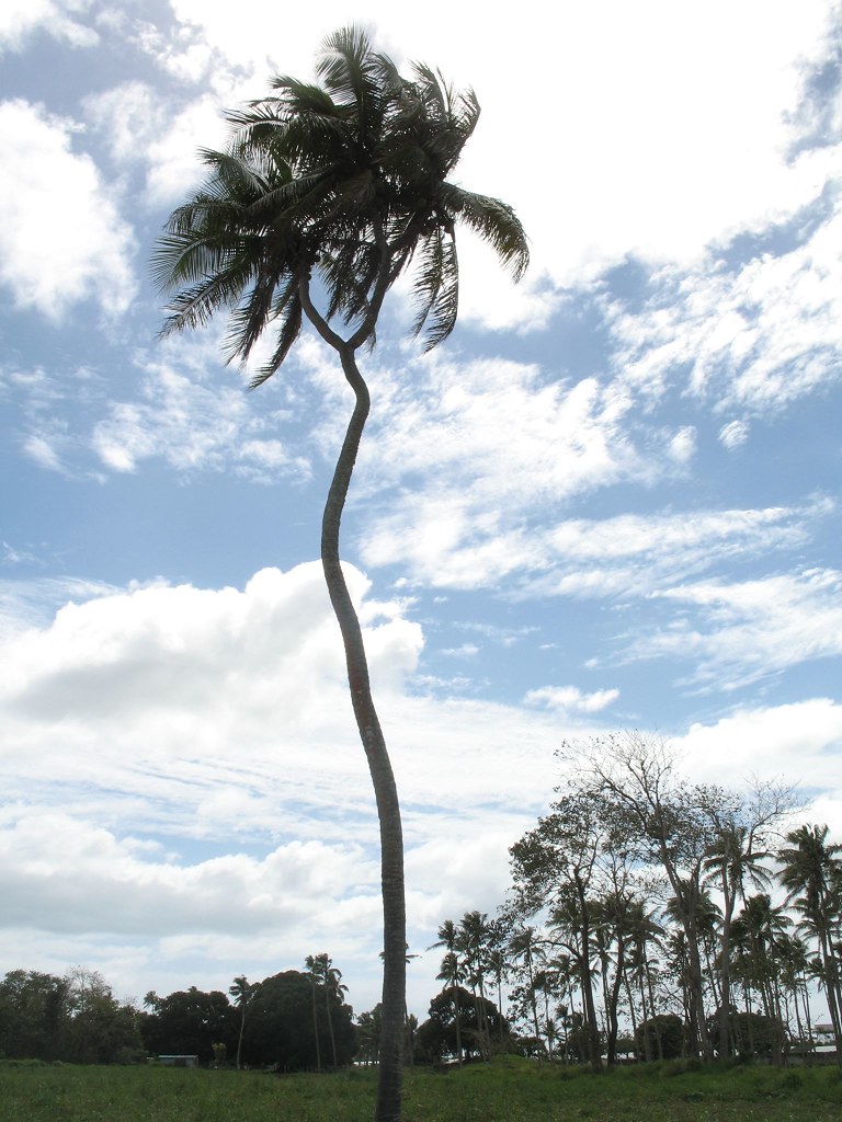 The most famous coconut tree of the Pacific with multiple … Flickr