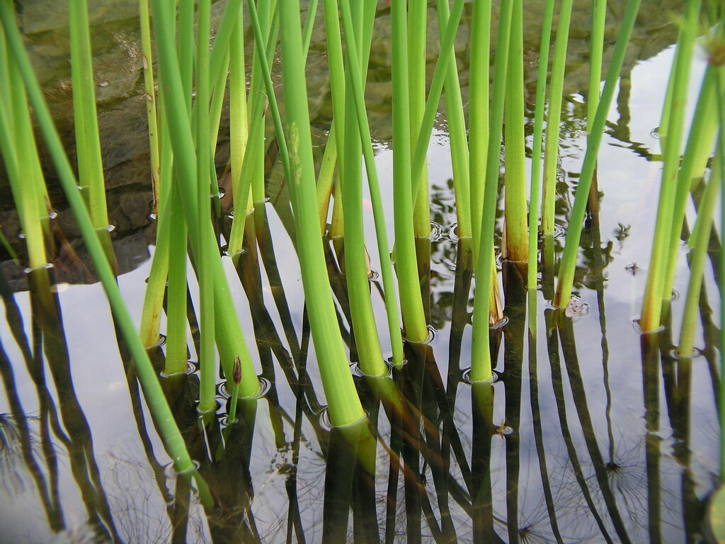 water reeds Mike Bitzenhofer Flickr