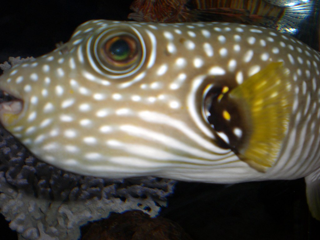 Puffy Showing Off The Old Netscape Fish Tank Cam Frank Gruber Flickr