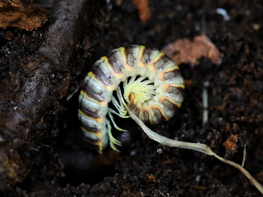 Millipede (Rudiloria trimaculata), Lamar Fish Hatchery, La… Flickr