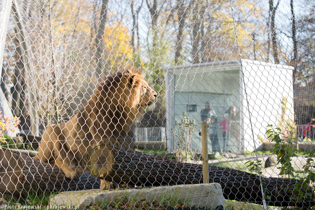 Pavilion of big cats ZOO Cracow Pavilion of big cats ZOO C… Flickr