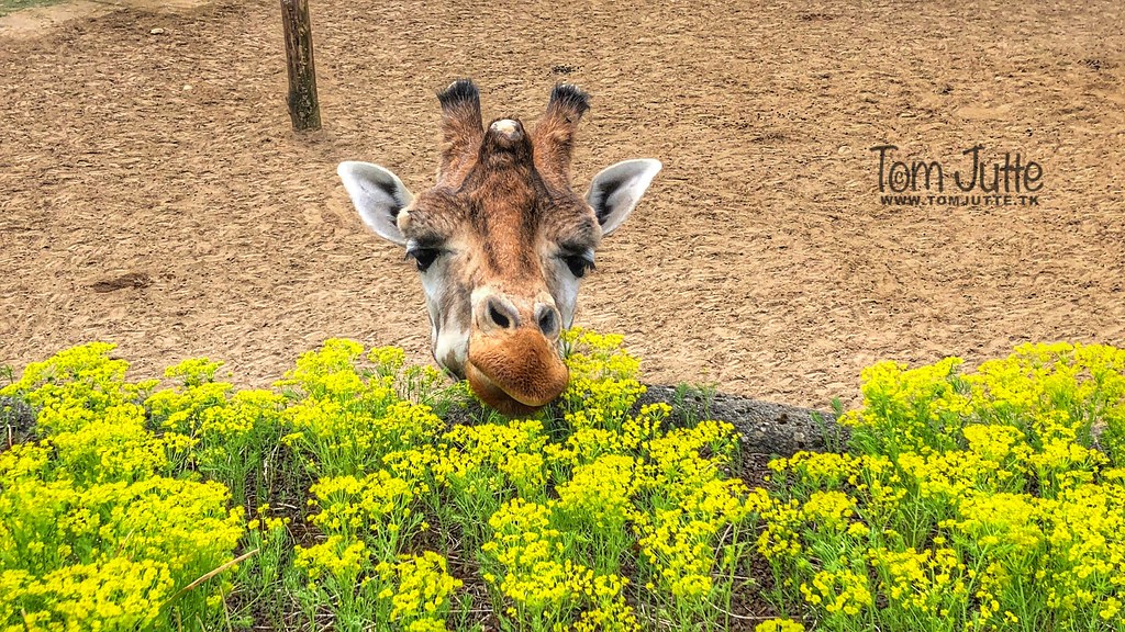 Giraffe smells the spring flowers, Burgers Zoo, Netherland… Flickr