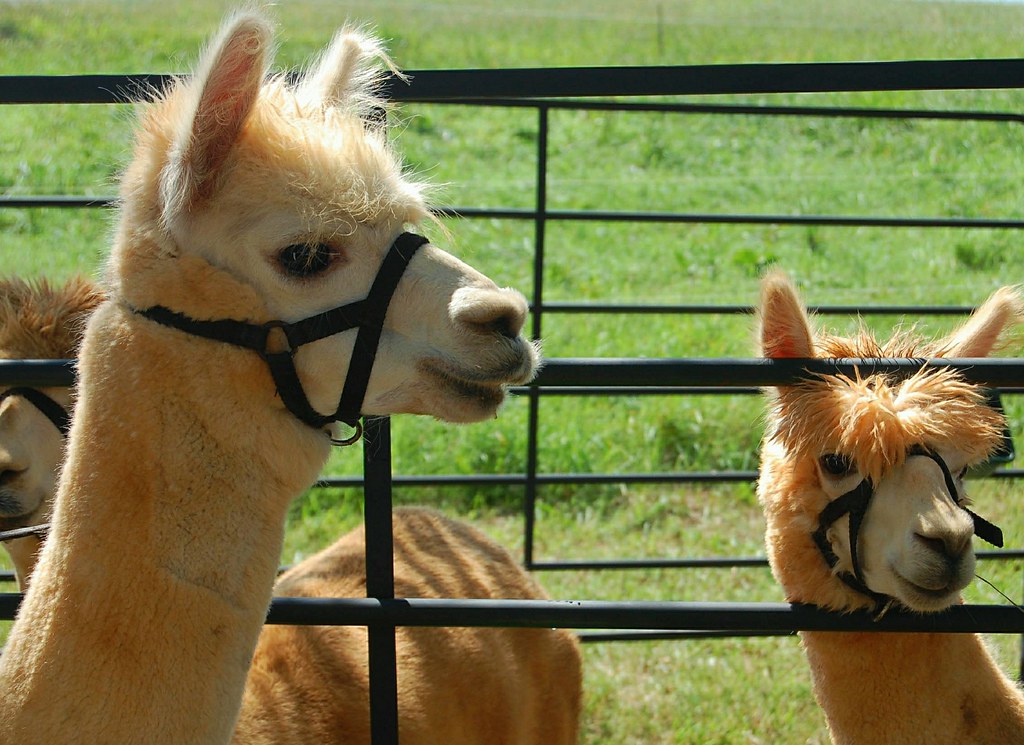 Alpacas at Garlic Fest 2012 LoganBerry Heritage Farm, Wh… Flickr