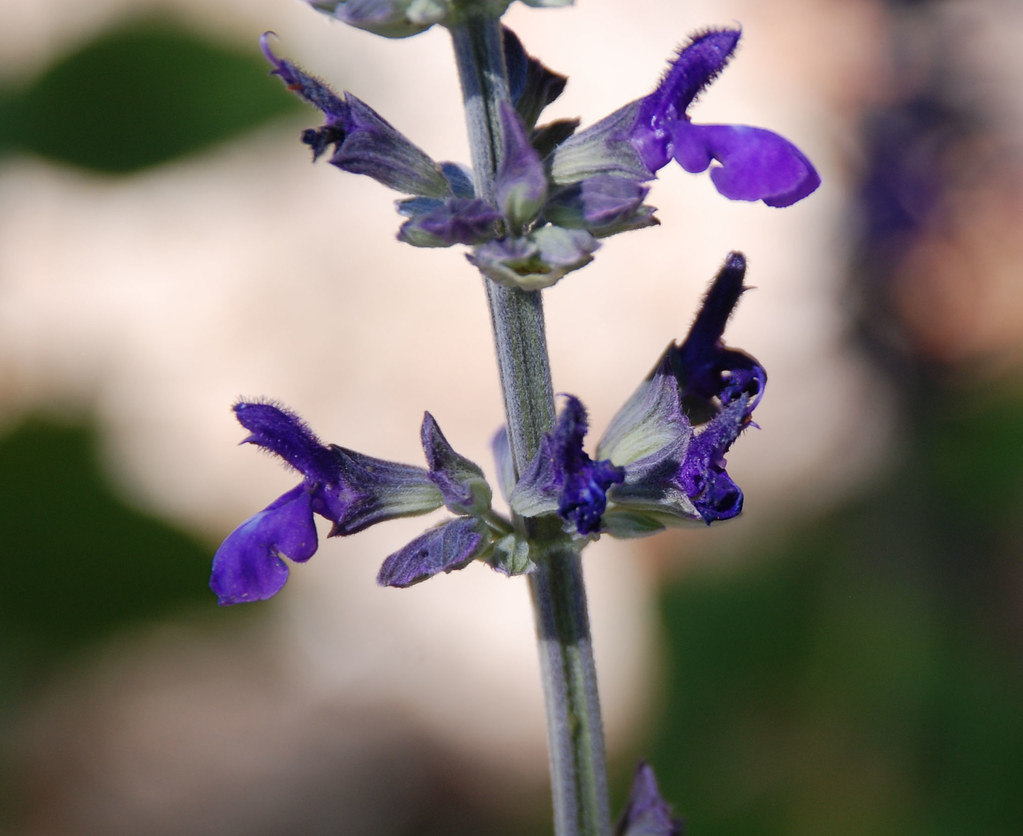 Salvia 'Indigo Spires' Indigo Spires Sage, Plant Scineces … Flickr