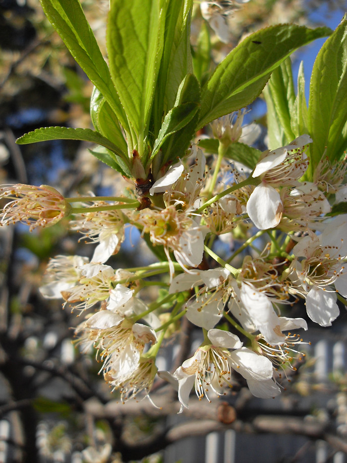 Satsuma Plum fromtheforestfloor Flickr