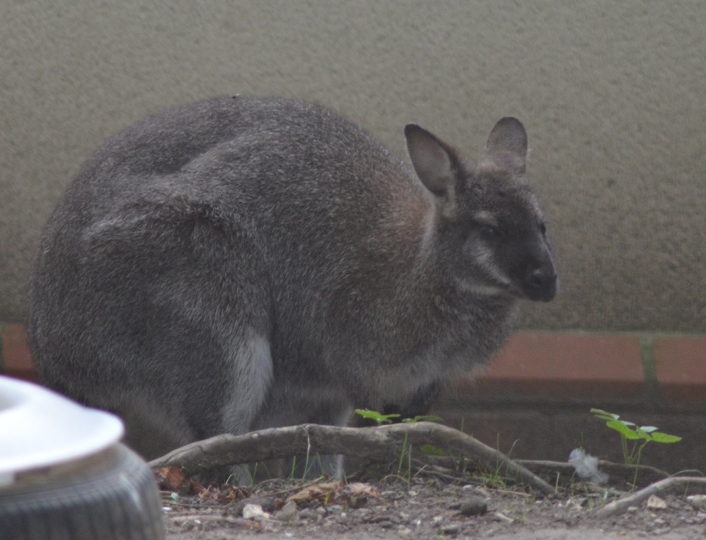 Linton zoo "other" animals Flickr