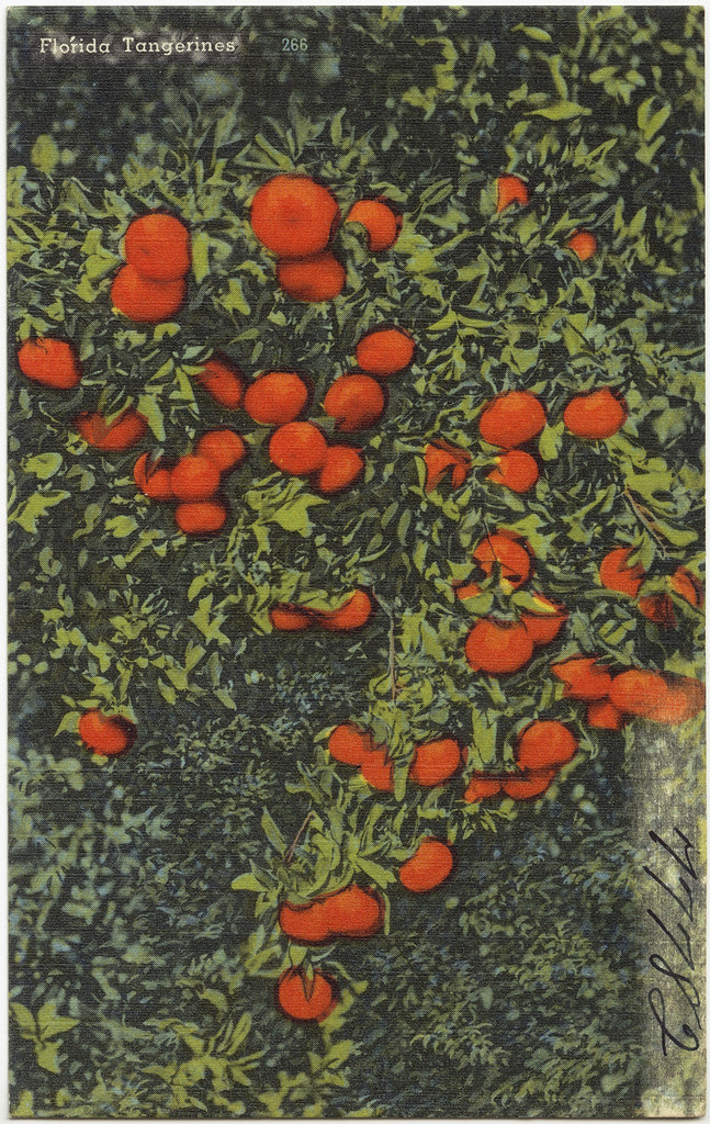 Florida tangerines File name 06_10_007722 Title Florida … Flickr