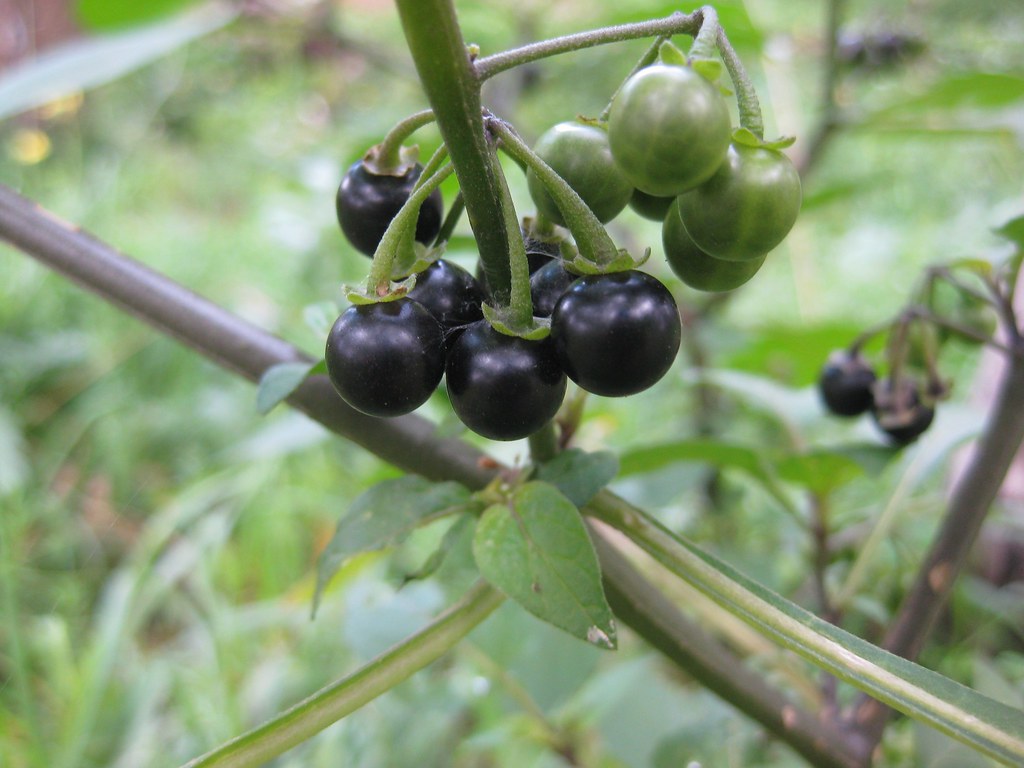 blackberry nightshade (Solanum nigrum) and relatives Flickr