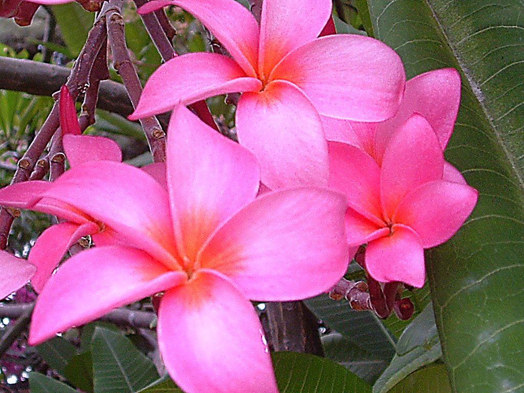 PINK PLUMERIAS I had plumeria of all colors growing in my … Flickr