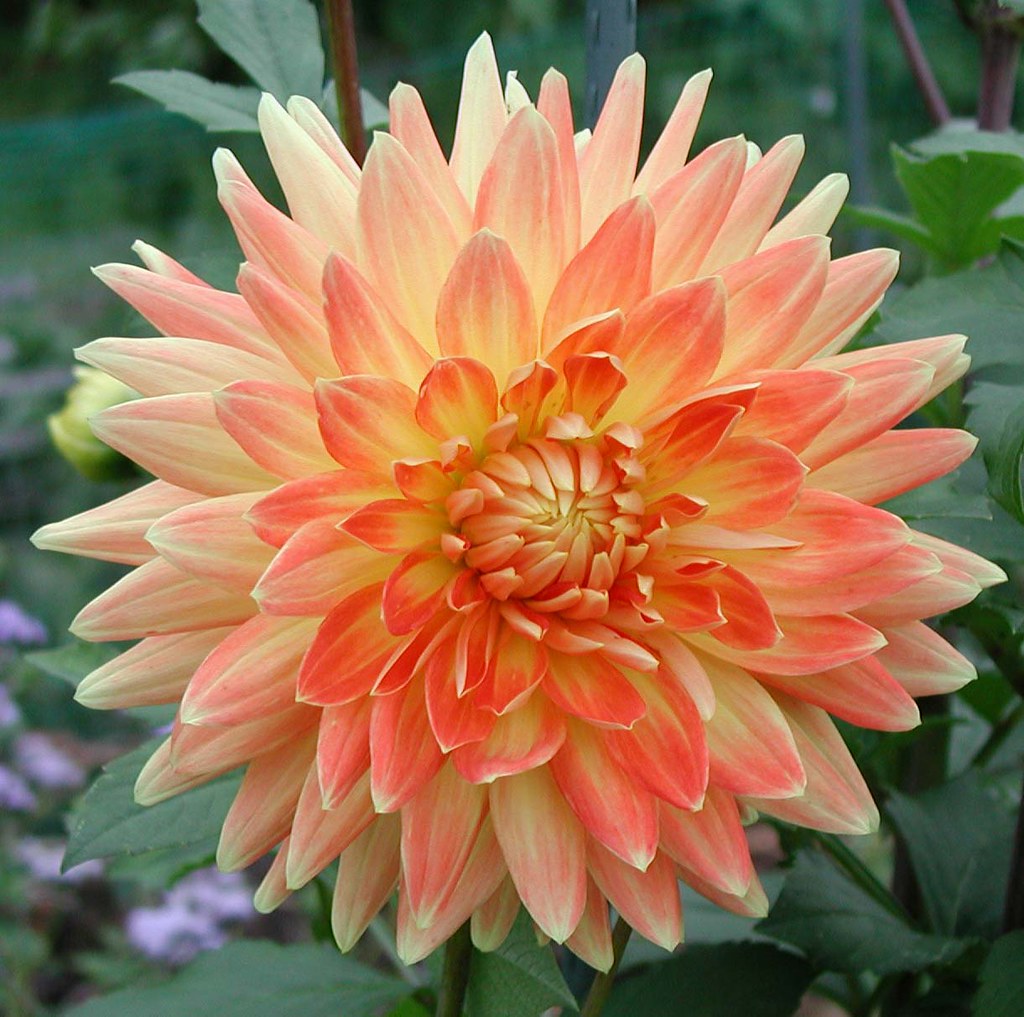 DinnerPlate_Orange_Yellow Dahlia Mary Ellen Flickr