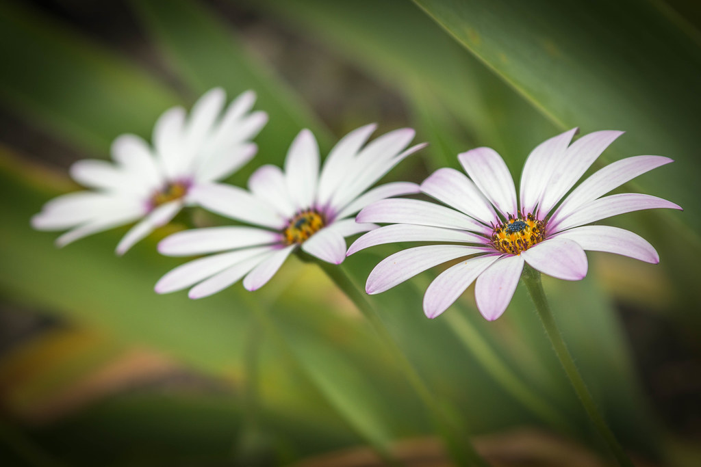 3 Daisies 3 Daisy flowers from the garden Mike Beales Flickr