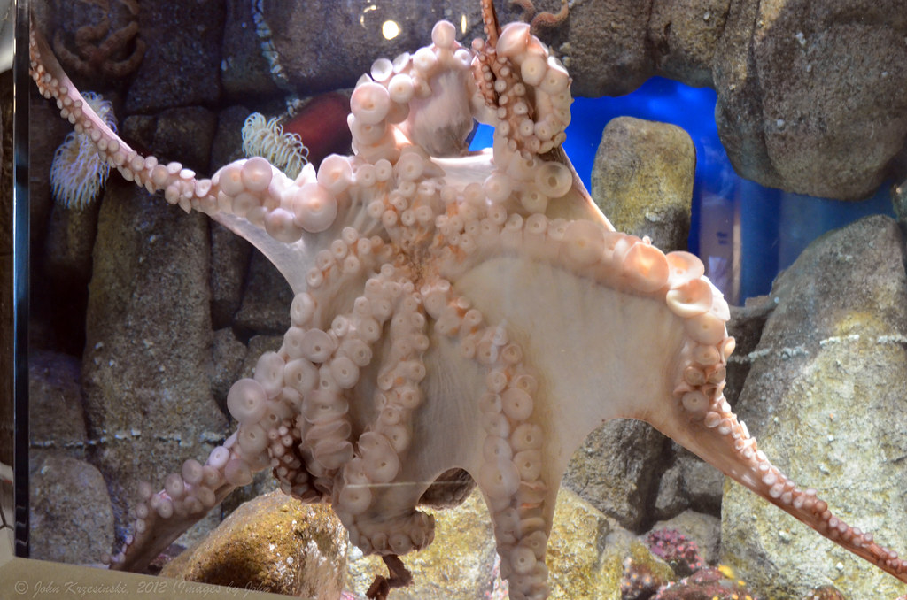 Octopus at the Monterey Bay Aquarium Taken during a recent… Flickr