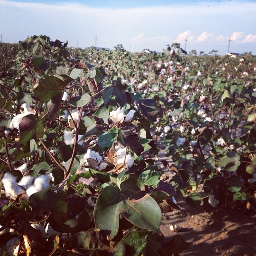 cotton season in mississippi Nora Mendis Flickr