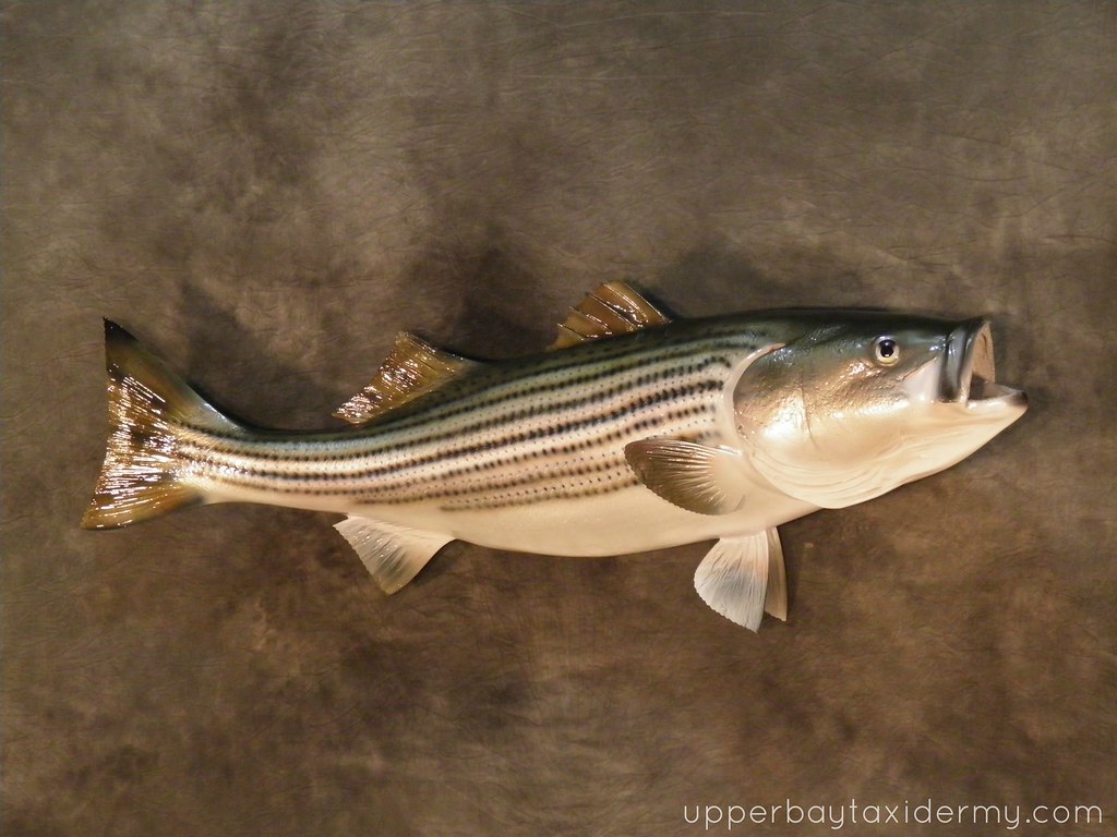 Rockfish Striped Bass Rockfish Striped Bass , Right t… Flickr