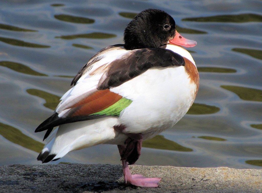 Common Shelduck Female Stone Mountain Lake Flickr