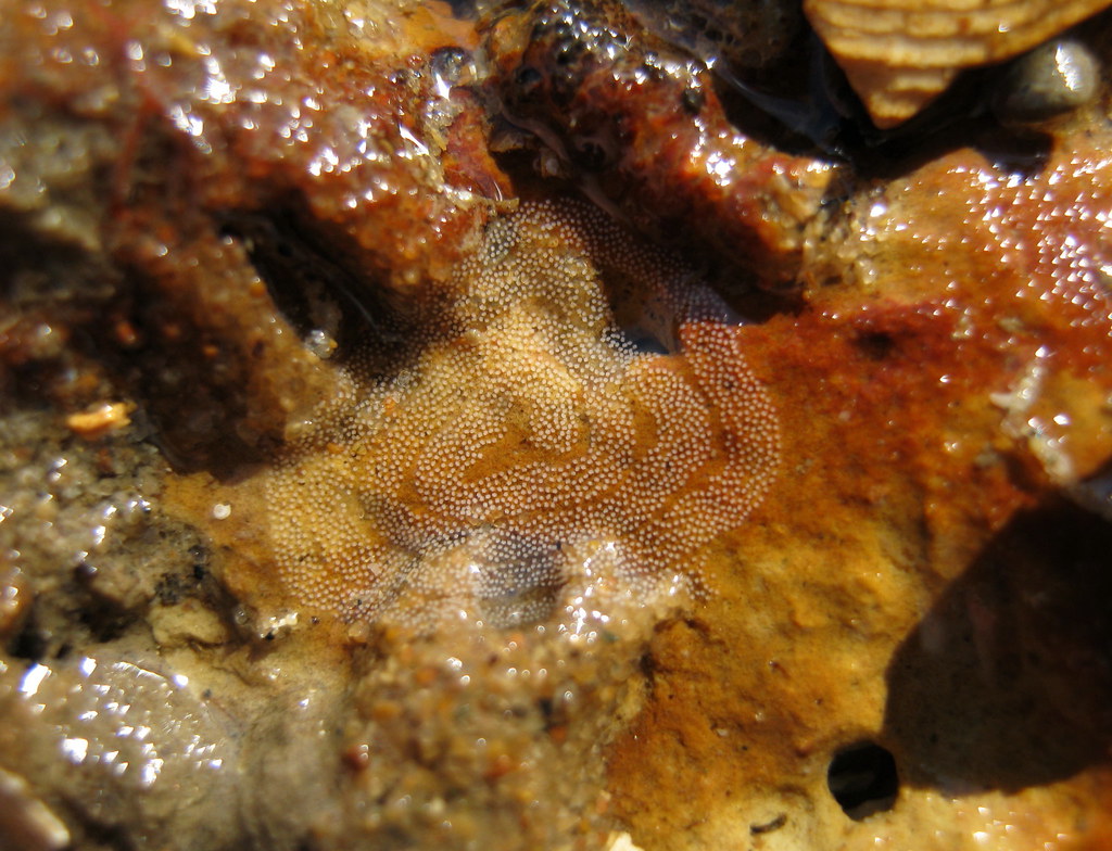 Egg mass of Conualevia alba Found near two mating slugs un… Flickr