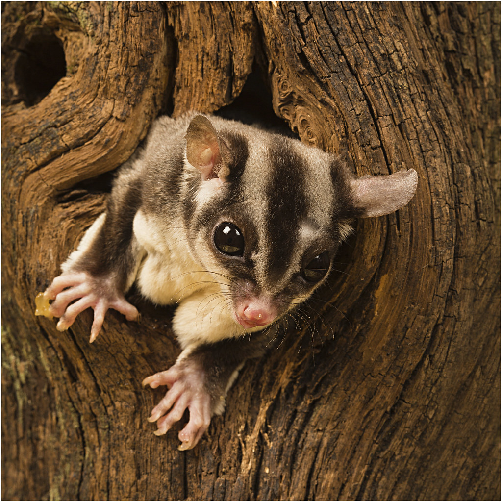 Sugar Glider This little sugar Glider loves to eat honey, … Flickr