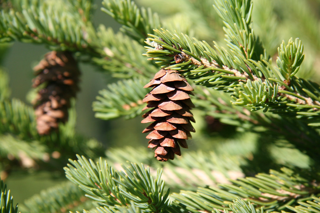 Spruce cone UBC Media Relations Flickr