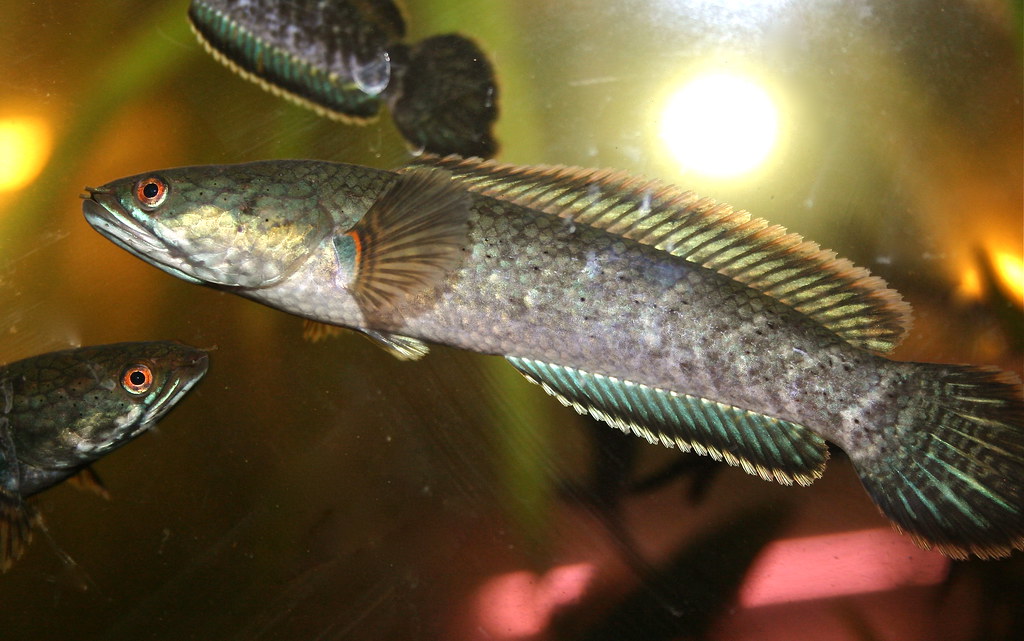 Channa Limbata Gachua Marulioides