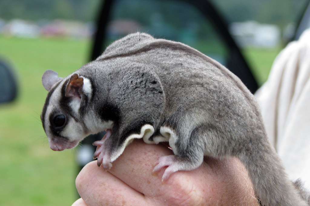 Sugar Glider Homini) Flickr