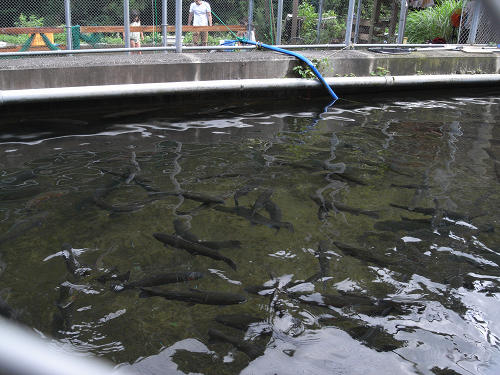 洞川川魚センター＠天川村03 真っ黒い魚がたくさん泳いでいます！ちょっとした鯉くらいのサイズでしたが、これは何でし… small
