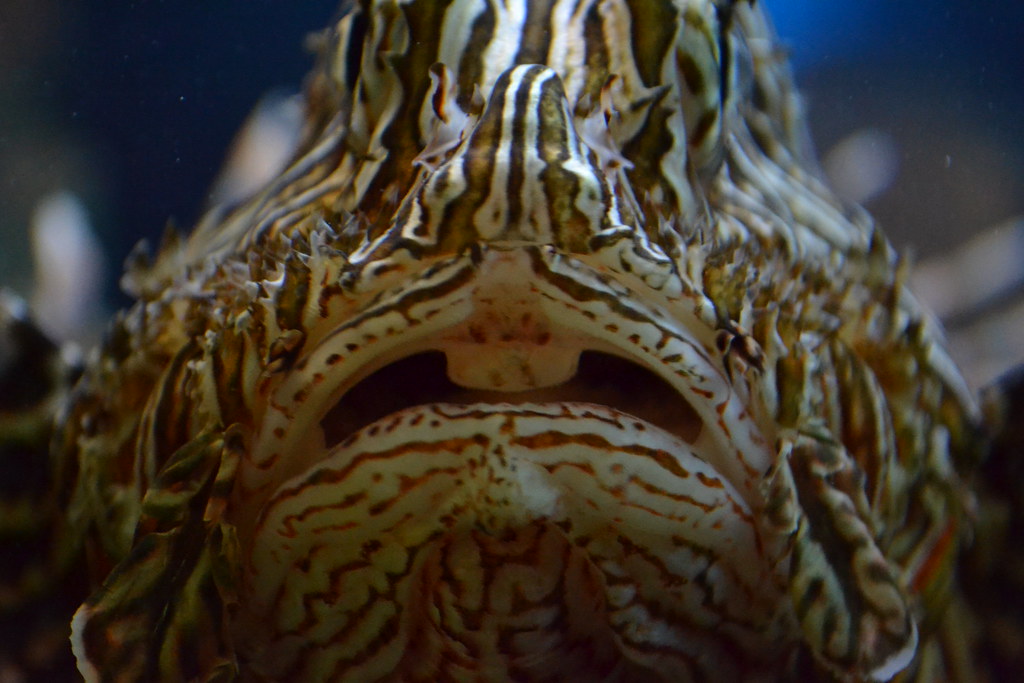 Big fish Beautiful (angry?) fish Bob Smeets Flickr