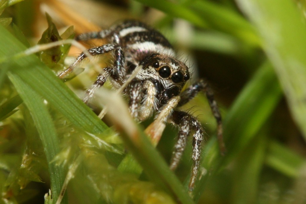 Zebra spiderSalticus scenicus Explore117 22/08/2012 Zebr… Flickr