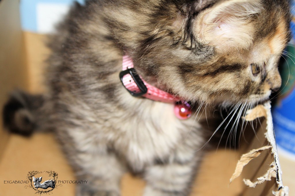 Kitten Chewing Box Kathy Eygabroad Flickr