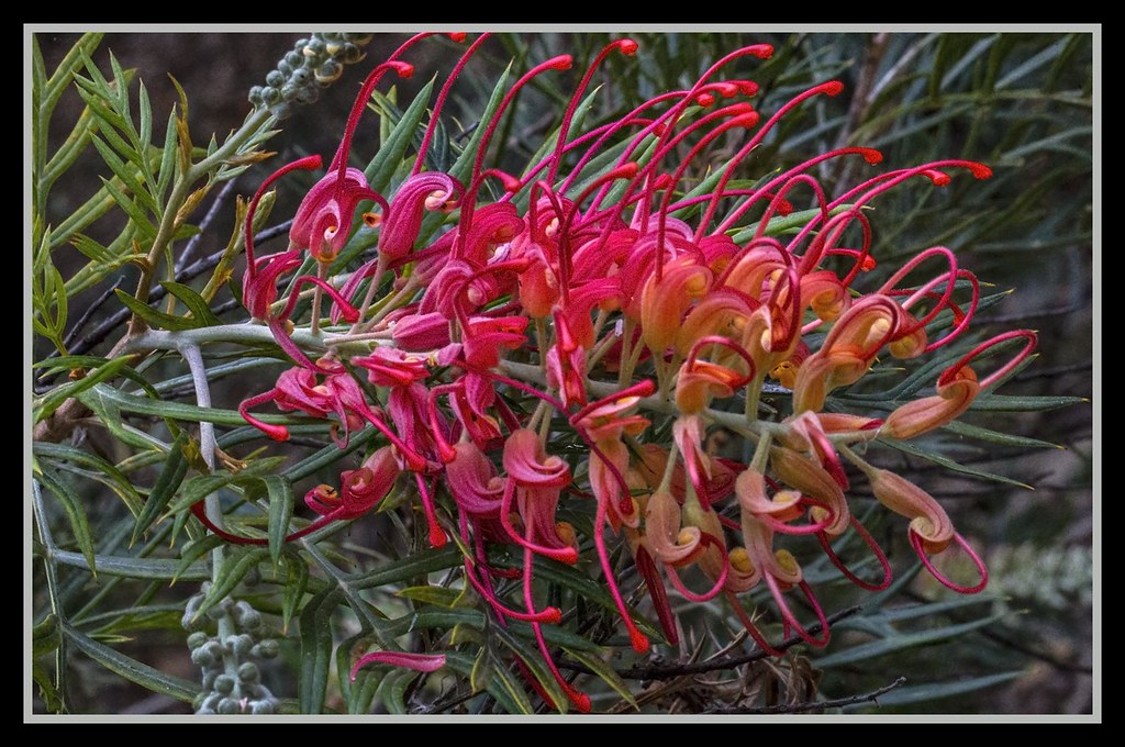 Redcliffe Botanical gardens Grevilla08= Redcliffe Botanic… Flickr