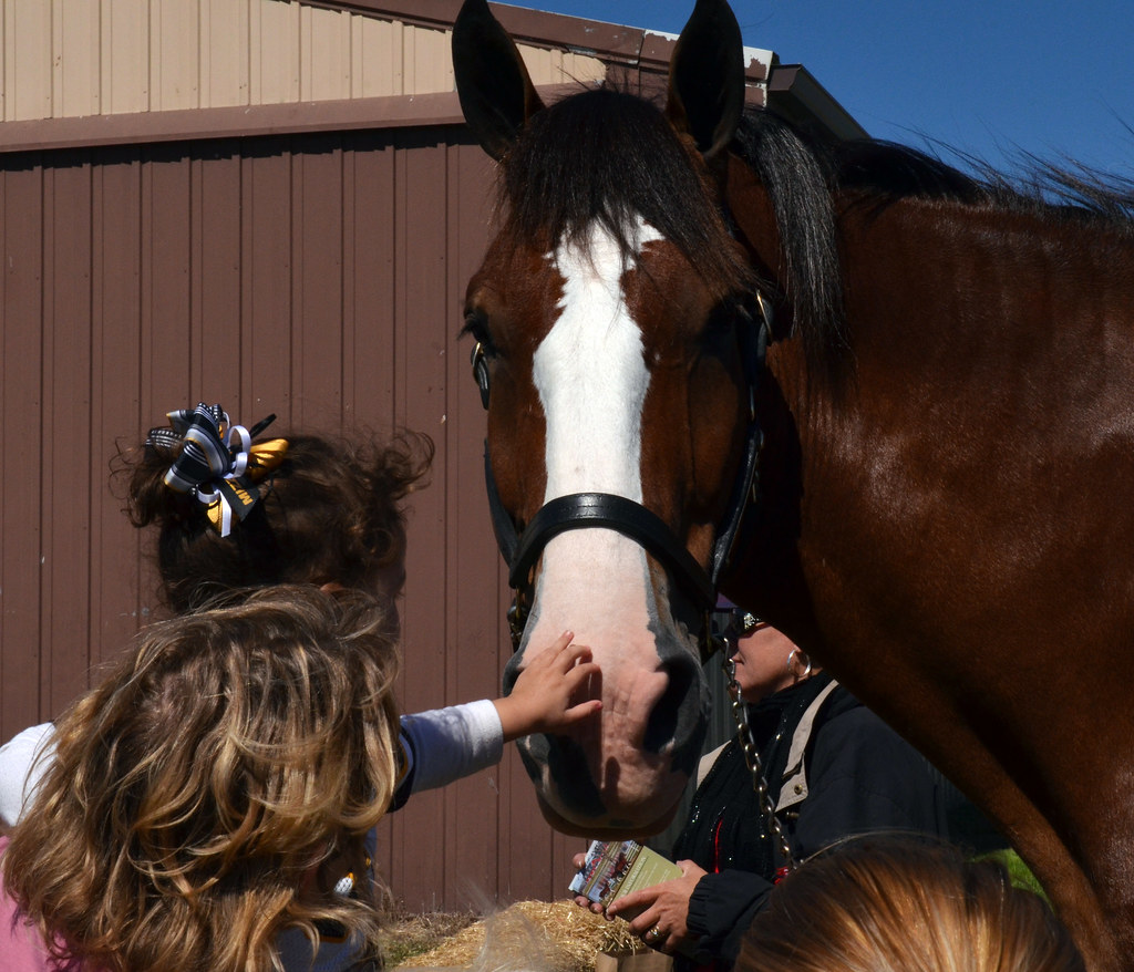 clydesdale At 18 hands high, the Clydesdale commands respe… Flickr