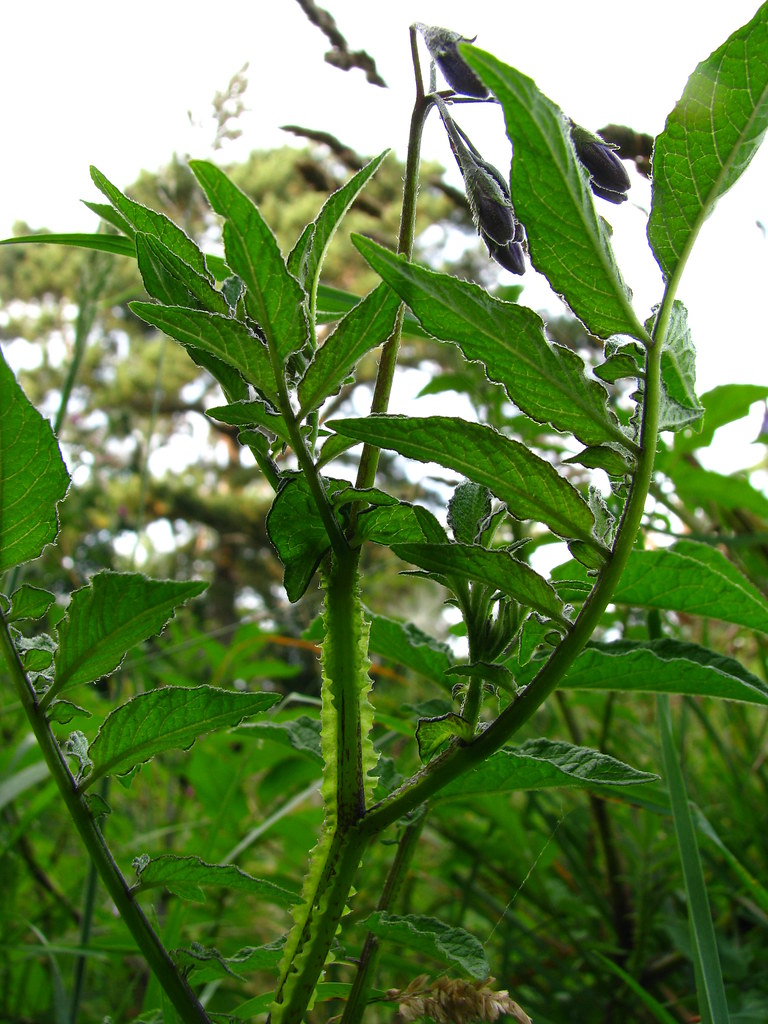 Solanum vernei Found on Whiteknights Campus, University of… Flickr