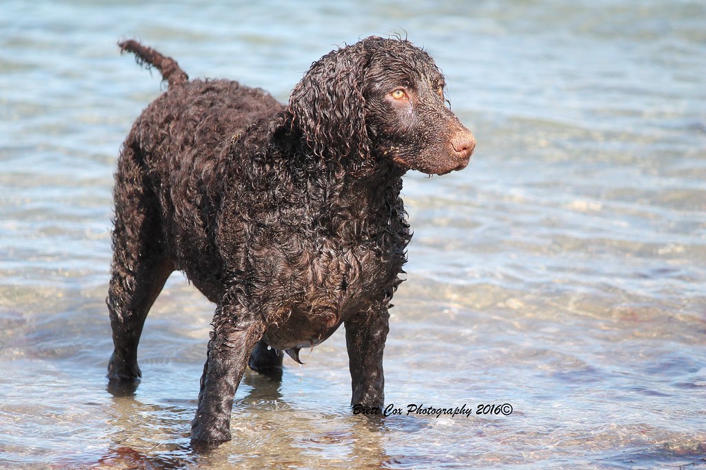 Winter_brown02 Murray River Curly Coated Retriever Brett Cox Flickr