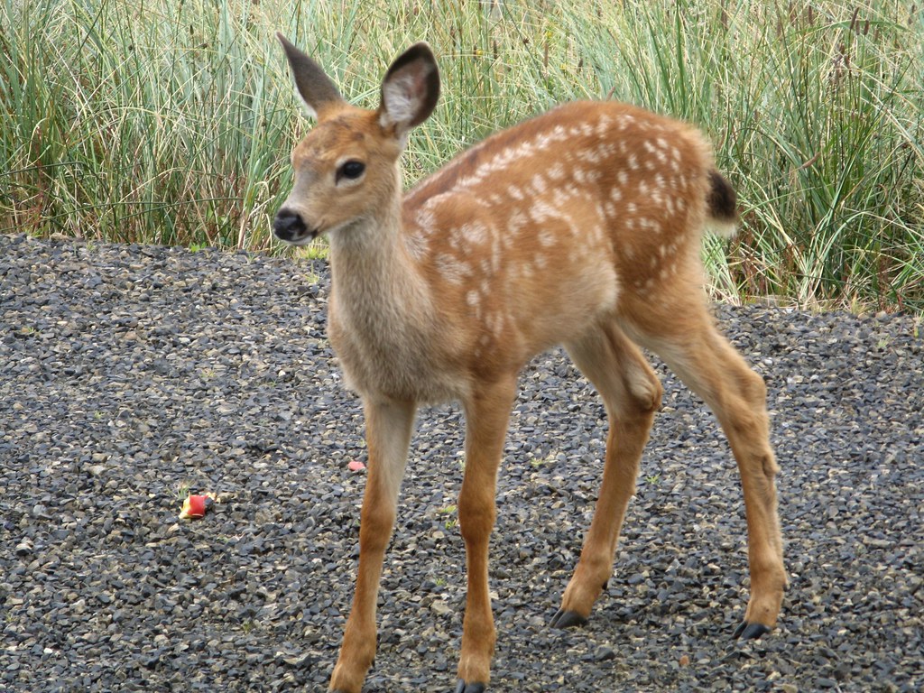 OS Deer 08/05/2012 Baby deer in our front yard in Ocean … Flickr