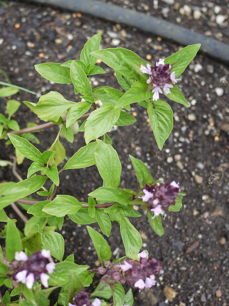 CINNAMON OR MEXICAN BASIL Ocimum basilicum Var. CINNAMON O… Flickr