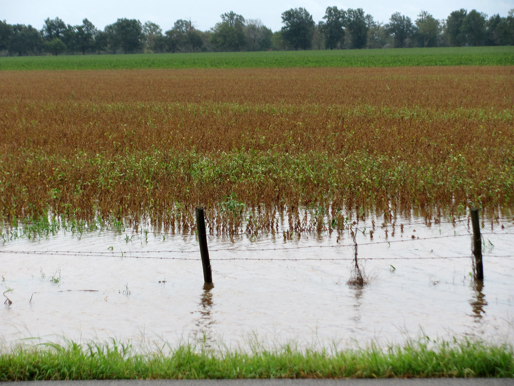 831 SoybeansWaterChicot ON THE LOW END Soybean plant… Flickr