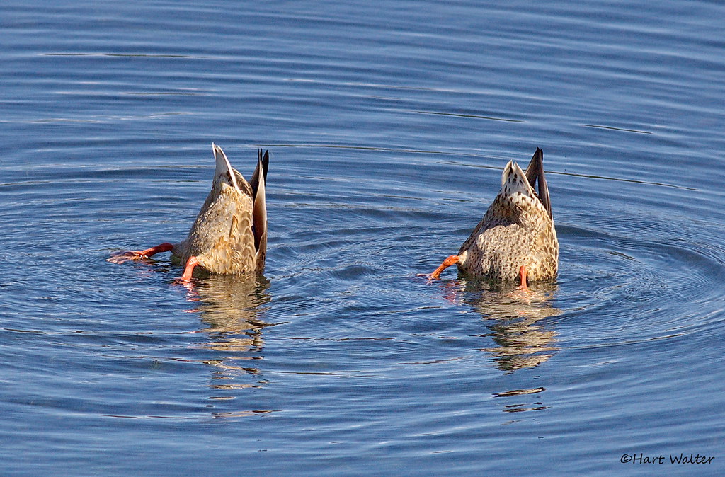 Mallards 'Synchronized Diving', Spooner lake, Nevada IMG… Flickr