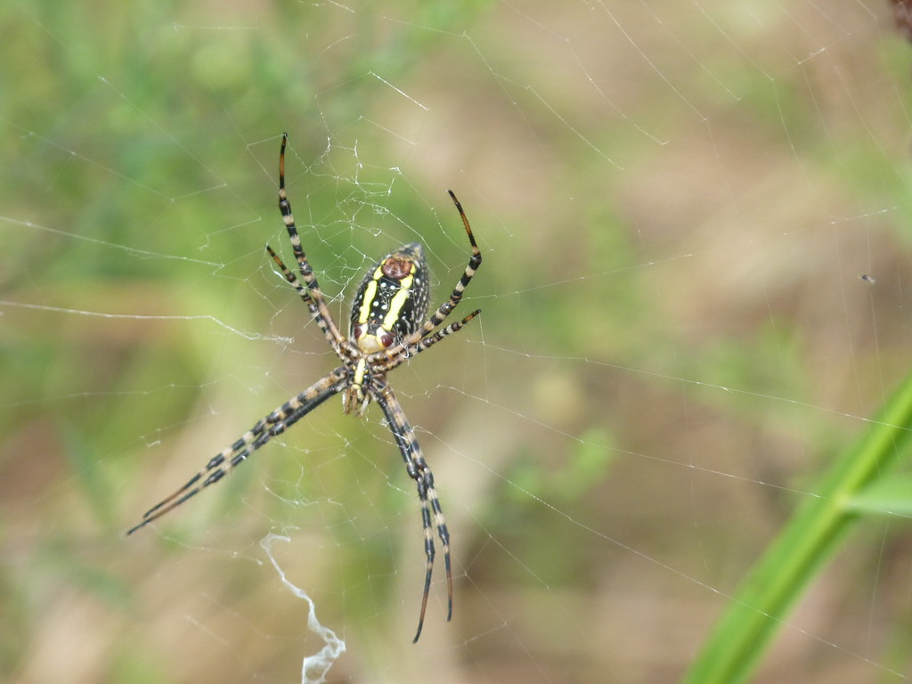 Garden Spider 3 Ohio Farm Pond 050912 motobobp Flickr