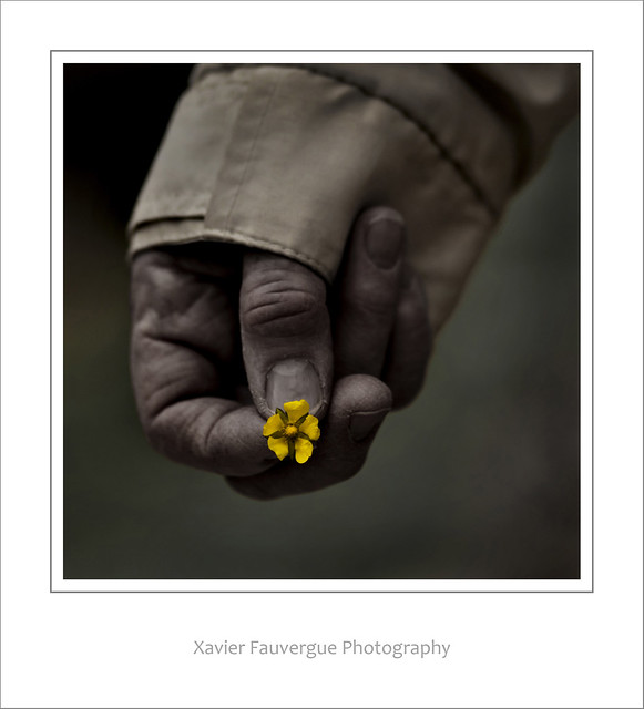 A flower for hope a photo on Flickriver