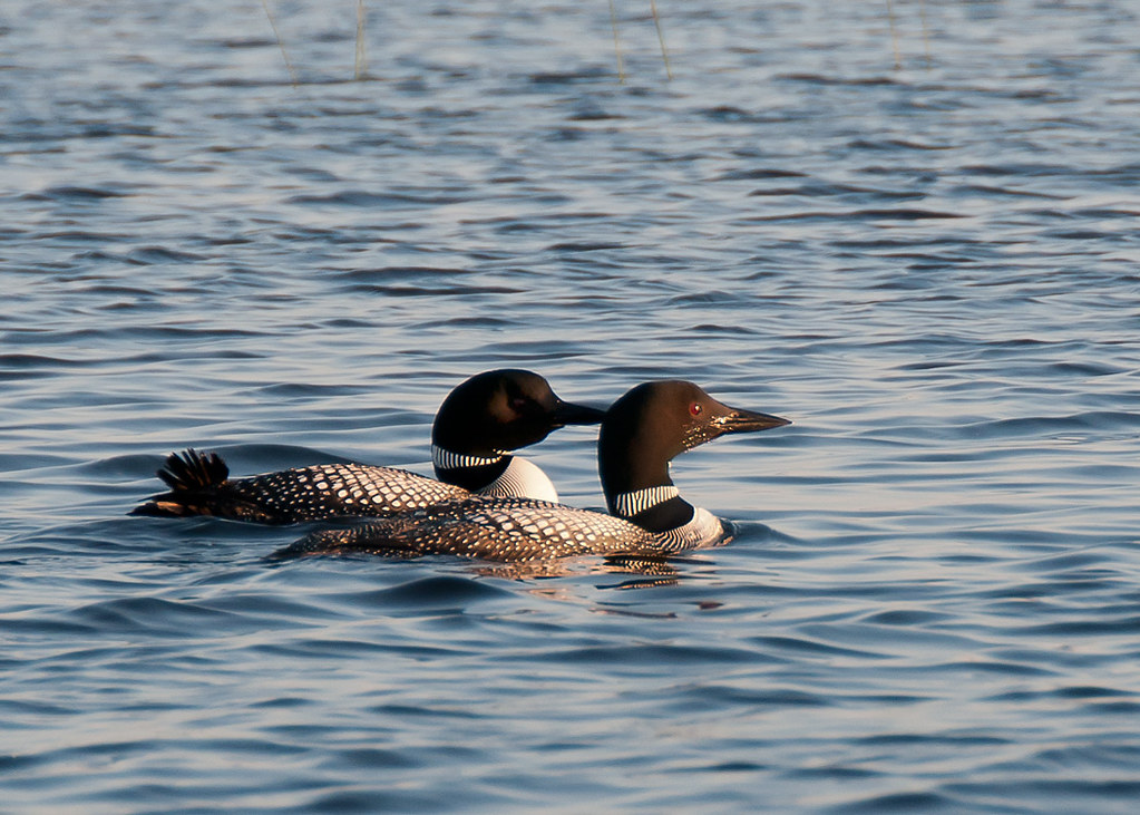 Loons Breeding Common Loons rest together in open water at… Flickr