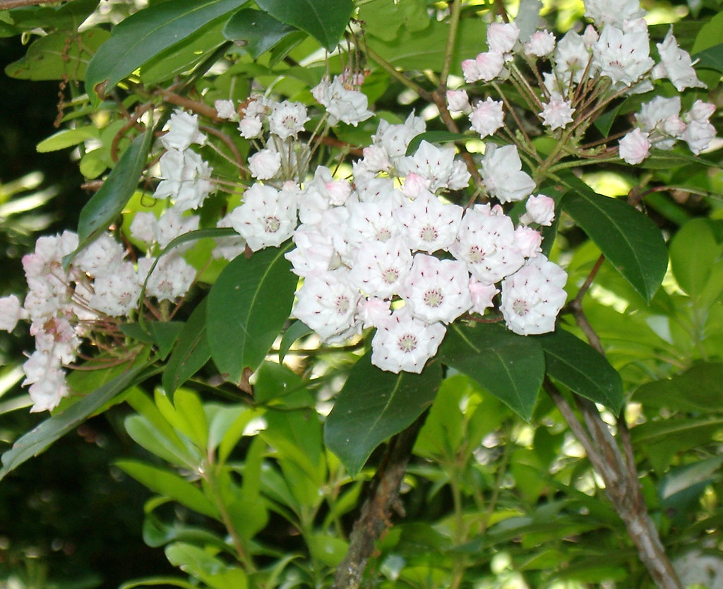 Mountain Laurel NC Arboretum robert warren Flickr