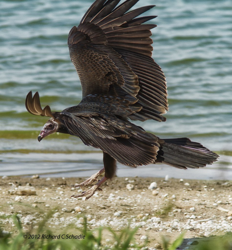 Closeup of a Turkey Vulture Landing near water This is on… Flickr