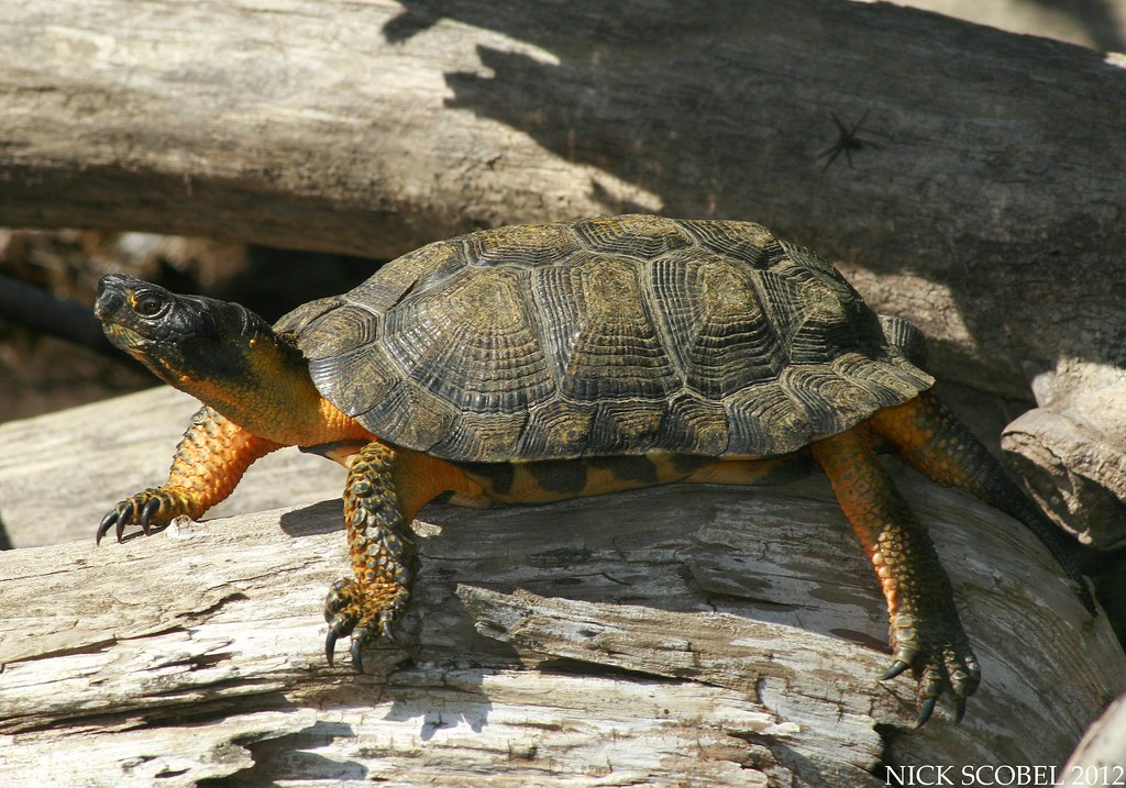 Wood Turtle Glyptemys insculpta August, 2012. Michigan. An… Flickr