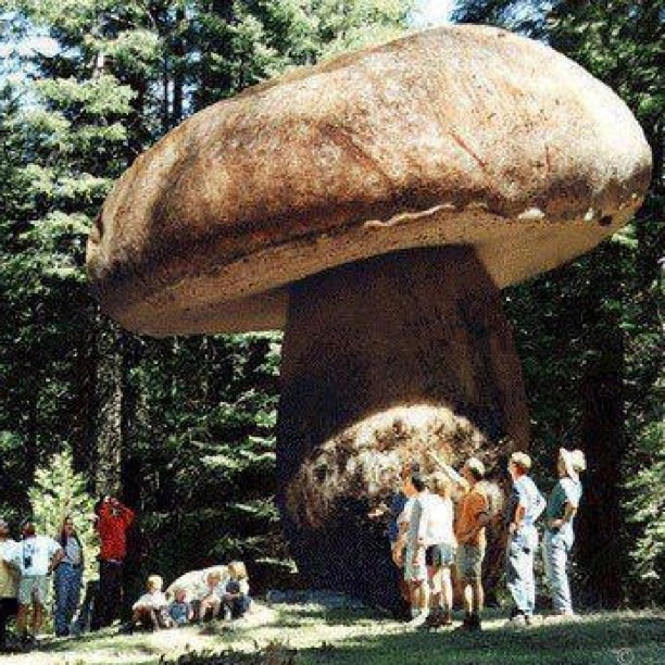 Giant Mushroom In Oregon Siti Flickr
