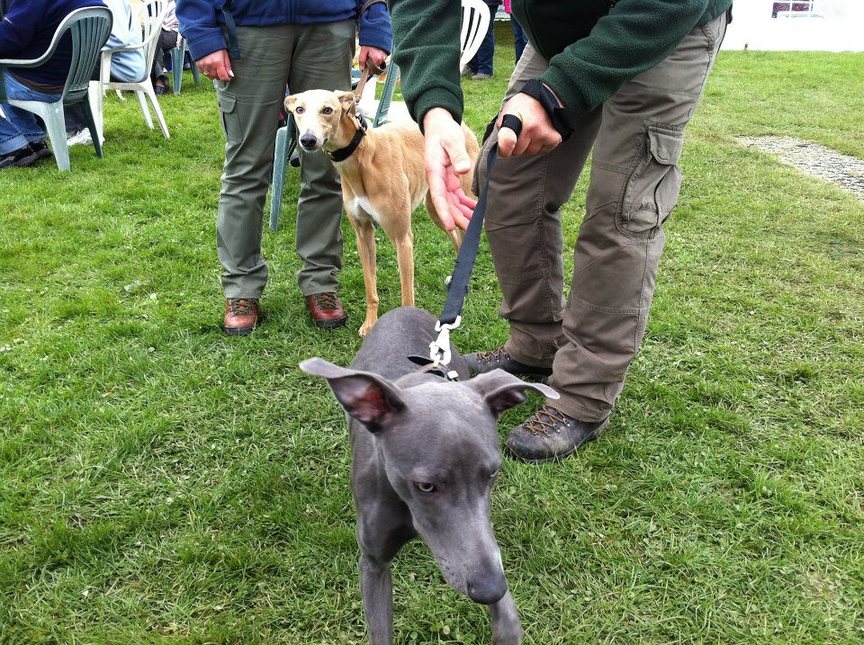 263870_10151095904088515_1817395127_n North Clwyd Animal Rescue Flickr