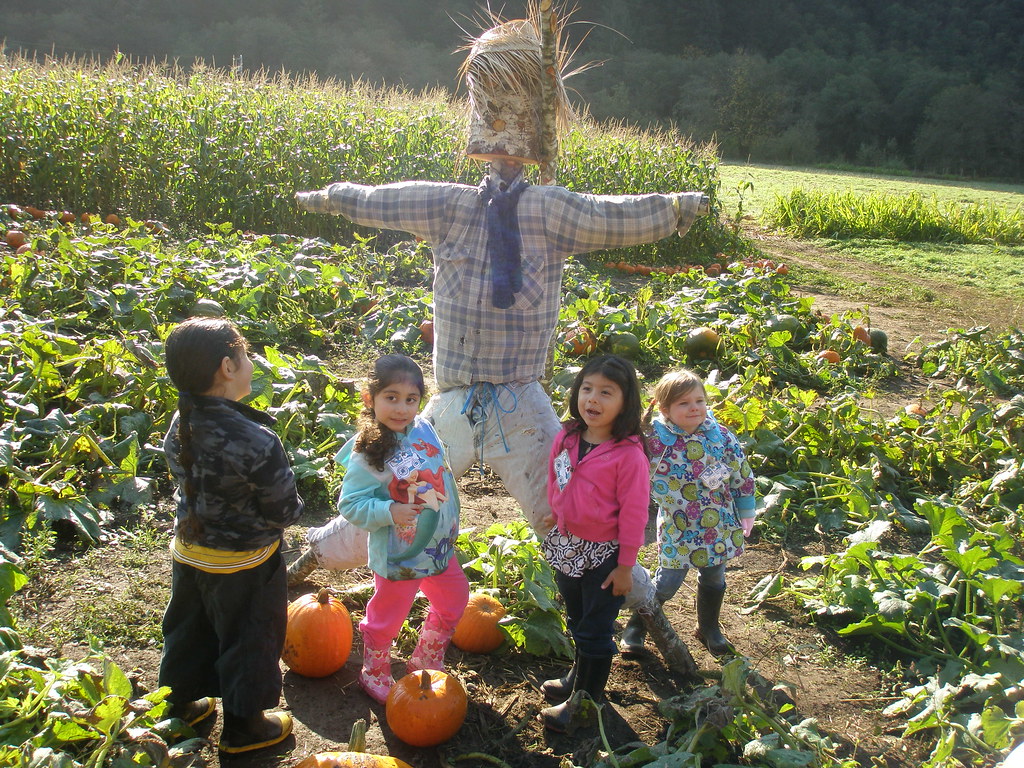 Kilchis River Pumpkin Patch & Corn Maze Kilchis River Pump… Flickr