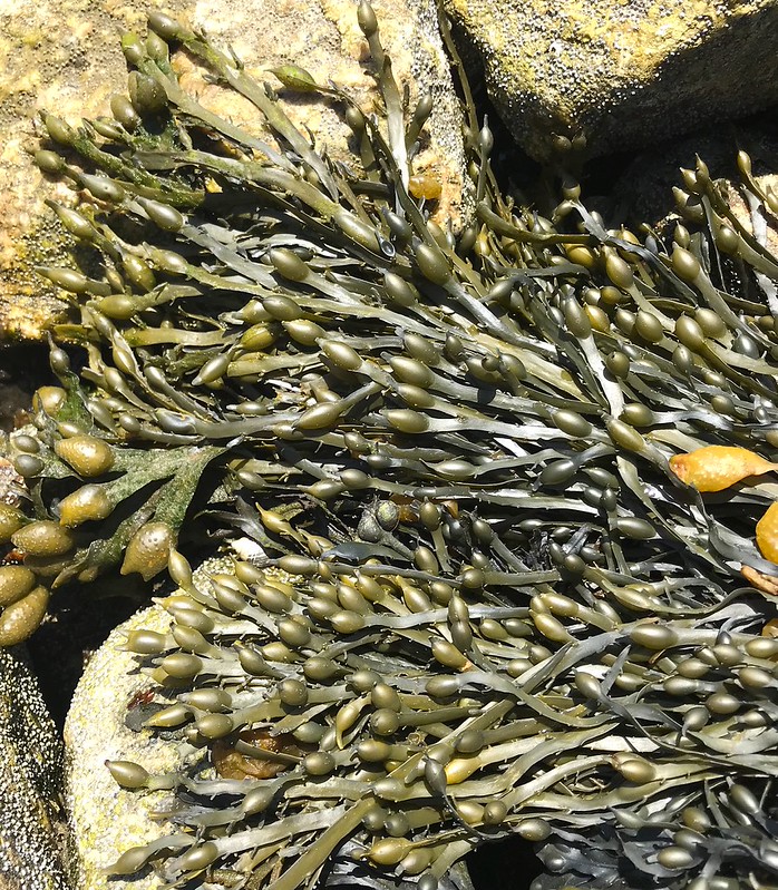 Seaweed & Seagrass Flickr