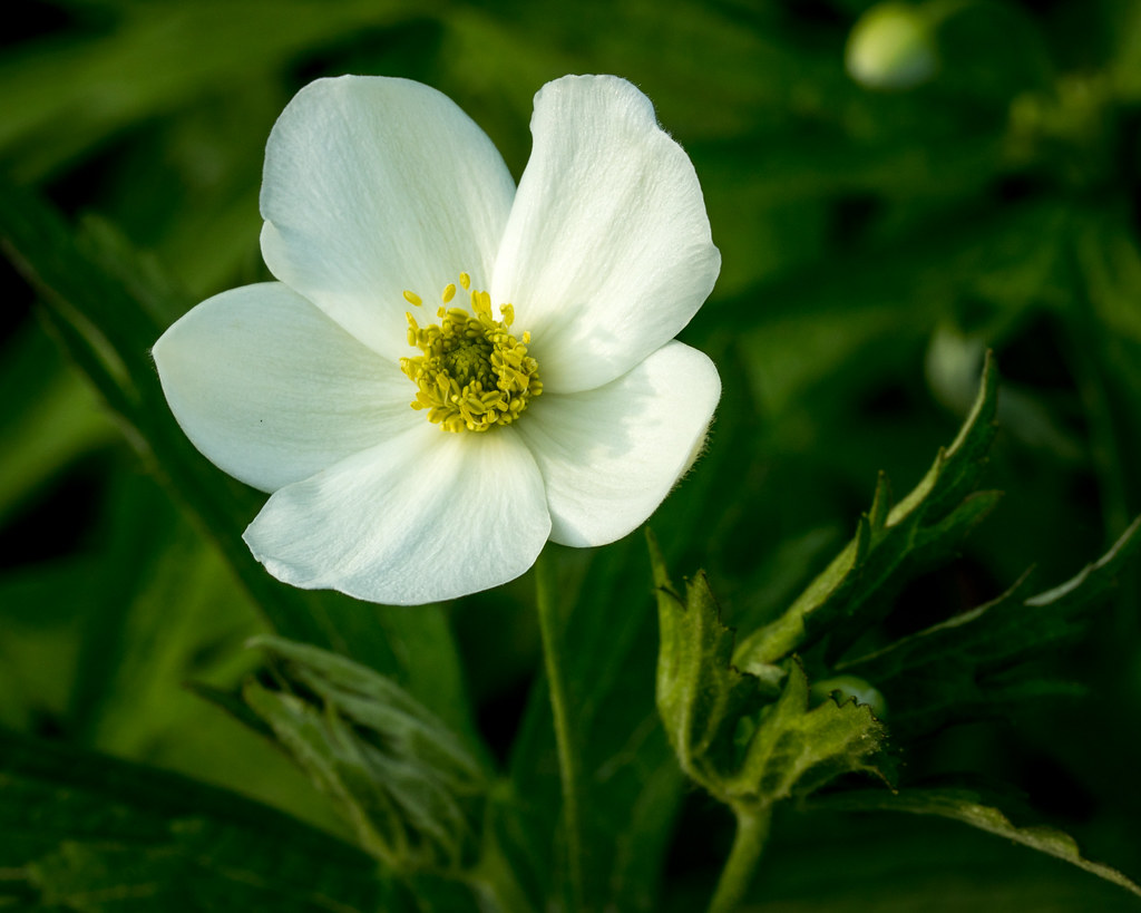 Meadow Anemone Cooley Lake, Excelsior Springs Junction, Mi… Vincent
