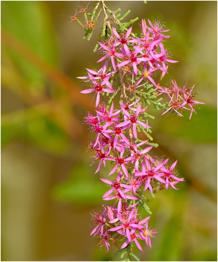 Australian native turkey bush Nitmiluk National Park Flickr