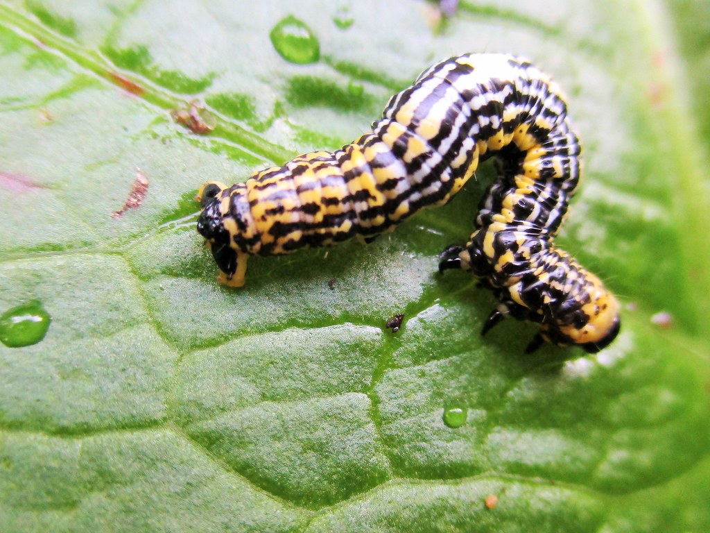 " Yellow, black and white striped Caterpillar " I think th… Flickr