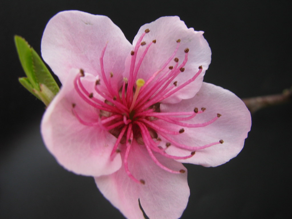 Nectarine flower Bev Maddocks Flickr